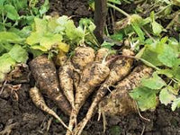 Russian Horseradish Vegetable Seeds for Home Planting