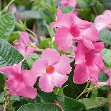Sanderi Flower Planting Seeds Pink White