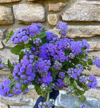 Navy Blue Maidenhair Flower Seeds for Planting Garden Favorite Heirloom & GMO Free Seeds for Home Garden
 
 Sale
