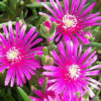 Delosperma Flower seeds for Planting Vibrant Colors Heirloom & GMO Free Seeds for Home Garden