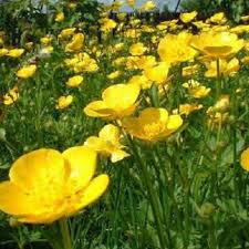 Meadow Buttercup Flower seeds for Planting Shade Tolerant Heirloom & GMO Free Seeds for Home Garden