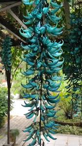 Black Strongylodon Macrobotrys Flower Seeds Long Bloom Season Heirloom NonGMO Organic Garden Seeds for Planting
 
 Sale