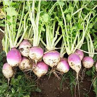 Purple Rutabaga Seeds for Vegetable Planting
