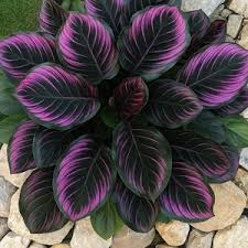 Purple Calathea Warscewiczii Flower Seeds for PlantingHeirloom & NonGMO Seeds Vibrant Colors 
 
 Sale