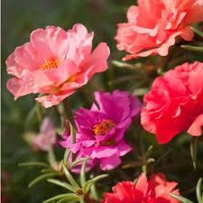 White Pink Moss Rose Flower seeds for Planting - Perfect for Borders, Heirloom & GMO Free Seeds for Home Garden
 
 Sale
