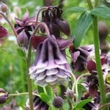 Aquilegia Columbine Flower seeds for Planting Shade Tolerant Heirloom & GMO Free Seeds for Home Garden