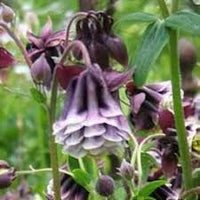 Aquilegia Columbine Flower seeds for Planting Shade Tolerant Heirloom & GMO Free Seeds for Home Garden