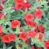 Scarlet Red Petunia Flower seeds for Planting - Vibrant Colors, Heirloom & GMO Free Seeds for Home Garden