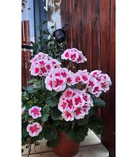 Dark Pink White Geranium Flower Seeds for Planting Seasonal Bloomer Heirloom & GMO Free Seeds for Home Garden
 
 Sale