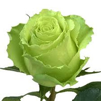 Light Green Rose Flower seeds for Planting - Fragrant Blossoms, Heirloom & GMO Free Seeds for Home Garden