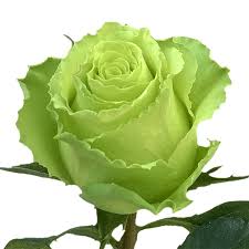 Light Green Rose Flower seeds for Planting - Fragrant Blossoms, Heirloom & GMO Free Seeds for Home Garden