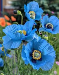 Fresh Meconopsis Flower seeds for Planting - Premium Quality, Heirloom & GMO Free Seeds for Home Garden