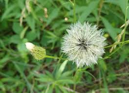 Papalo Flower seeds for Planting - Hardy Variety, Heirloom & GMO Free Seeds for Home Garden