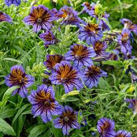 Purple Salpiglossis Flower seeds for Planting - Garden Favorite, Heirloom & GMO Free Seeds for Home Garden