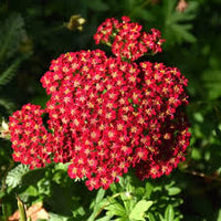 Red Yarrow Flower seeds for Planting - Cottage Garden Essential, Heirloom & GMO Free Seeds for Home Garden