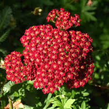 Red Yarrow Flower seeds for Planting - Cottage Garden Essential, Heirloom & GMO Free Seeds for Home Garden