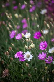 Xeranthemum annum Flower seeds for Planting - Easy to Grow, Heirloom & GMO Free Seeds for Home Garden
