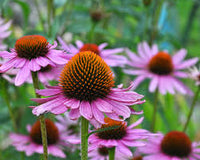 ConeFlower seeds for Planting Sun Loving Heirloom & GMO Free Seeds for Home Garden