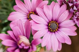 Trailing African Daisy Seeds – Blue Flowers for Hanging Baskets