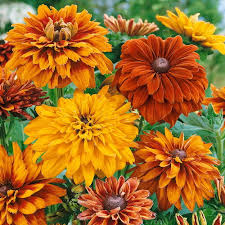 Orange Cherokee Flower seeds for Planting - Premium Quality, Heirloom & GMO Free Seeds for Home Garden