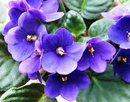 African Violet Delosperma Flower seeds for Planting - Hardy Variety, Heirloom & GMO Free Seeds for Home Garden