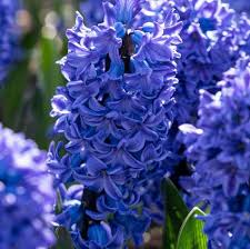 Purple Hyacinthus Orientalis Flower seeds for Planting - Easy to Grow, Heirloom & GMO Free Seeds for Home Garden
