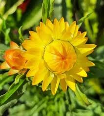 Yellow StrawFlower seeds for Planting - Garden Favorite, Heirloom & GMO Free Seeds for Home Garden