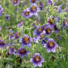 Purple Salpiglossis Flower seeds for Planting - Garden Favorite, Heirloom & GMO Free Seeds for Home Garden