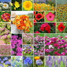 Chain Flower seeds for Planting, Wildflower Mix Heirloom & GMO Free Seeds for Home Garden
