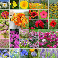 Chain Flower seeds for Planting, Wildflower Mix Heirloom & GMO Free Seeds for Home Garden