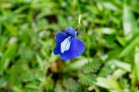 Blue Utricularia Flower seeds for Planting - Seasonal Bloomer, Heirloom & GMO Free Seeds for Home Garden