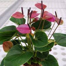 Lavender Anthurium Flower seeds for Planting - Wildflower Mix, Heirloom & GMO Free Seeds for Home Garden