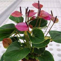 Lavender Anthurium Flower seeds for Planting - Wildflower Mix, Heirloom & GMO Free Seeds for Home Garden