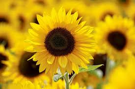 SunFlower seeds for Planting Wildflower Mix Heirloom & GMO Free Seeds for Home Garden