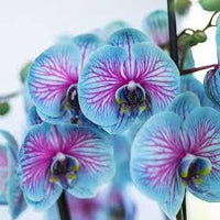 Blue Pink Phalaenopsis Orchid Flower Seeds for Planting Fragrant Blossoms Heirloom & GMO Free Seeds for Home Garden
 
 Sale
