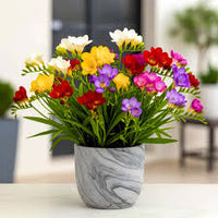 Mix Freesias Flower Planting Seeds for Vibrant Garden Blooms