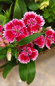Marron Mix Dianthus Caryophyllus Flower Seeds for Planting Perfect for Borders Heirloom & GMO Free Seeds for Home Garden
 
 Sale