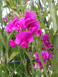 Everlasting Pea Flower seeds for Planting - Garden Favorite, Heirloom & GMO Free Seeds for Home Garden
