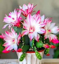 Pink White Schlumbergera Flower seeds for Planting Sun Loving Heirloom & GMO Free Seeds for Home Garden