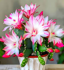 Pink White Schlumbergera Flower seeds for Planting Sun Loving Heirloom & GMO Free Seeds for Home Garden