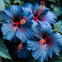 Blue Pink Hibiscus Flower Seeds for Planting Low Maintenance Heirloom & GMO Free Seeds for Home Garden
 
 Sale