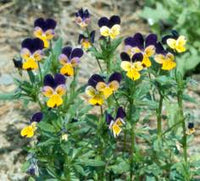 Viola Tricolor Planting Flower Seeds For Vibrant Gardens - Organic Multi-Colored Blooms