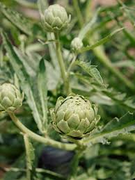 Puntarelle Flower seeds for Planting Vibrant Colors Heirloom & GMO Free Seeds for Home Garden