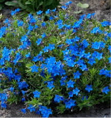 Aubrieta Blue Rock Cress Flower seeds for Planting - Low Maintenance, Heirloom & GMO Free Seeds for Home Garden