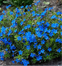 Aubrieta Blue Rock Cress Flower seeds for Planting - Low Maintenance, Heirloom & GMO Free Seeds for Home Garden