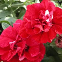 Double Wave Red Petunia Flower seeds for Planting - Low Maintenance, Heirloom & GMO Free Seeds for Home Garden