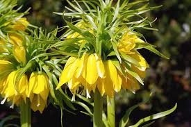 Yellow Imperial Wang Fritillaria Flower Seeds for Planting Cut Flower Favorite Heirloom & GMO Free Seeds for Home Garden
 
 Sale