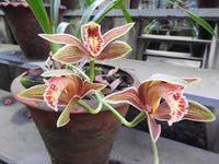Cymbidium Orchid Flower seeds for Planting - Long Bloom Season, Heirloom & GMO Free Seeds for Home Garden