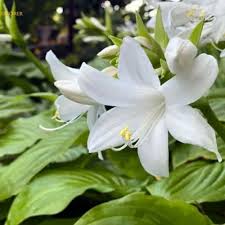 Hosta Flower seeds for Planting - Drought Tolerant, Heirloom & GMO Free Seeds for Home Garden