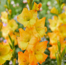 Yellow Orange Gladiolus Flower seeds for Planting Colorful Display Heirloom & GMO Free Seeds for Home Garden 
 
 Sale
